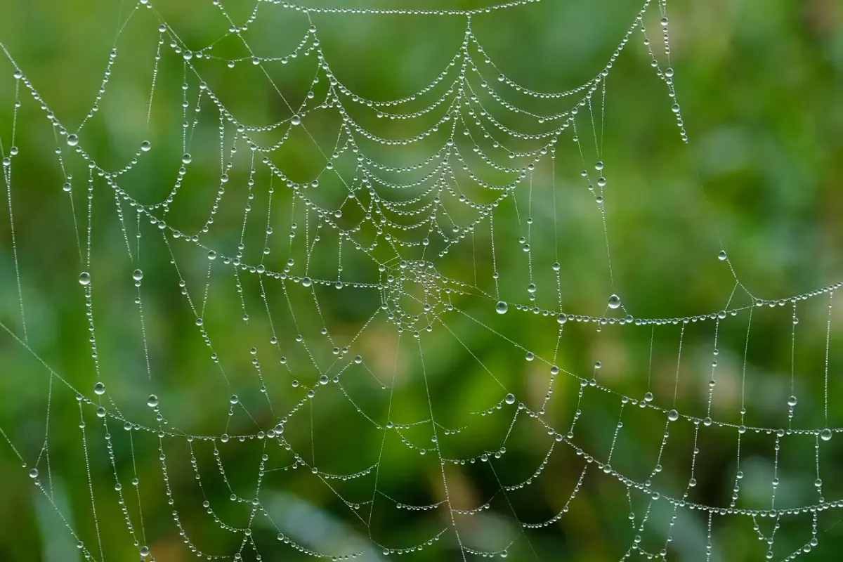 Web devis