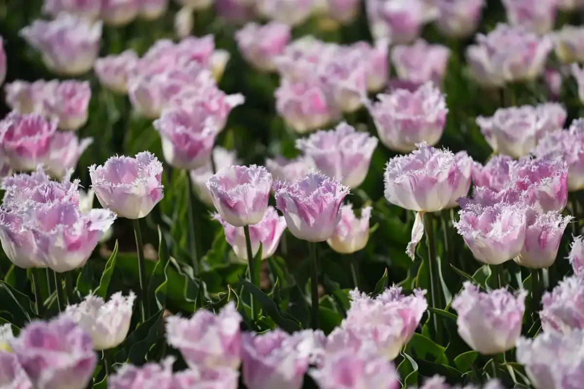 Devis mutualité française